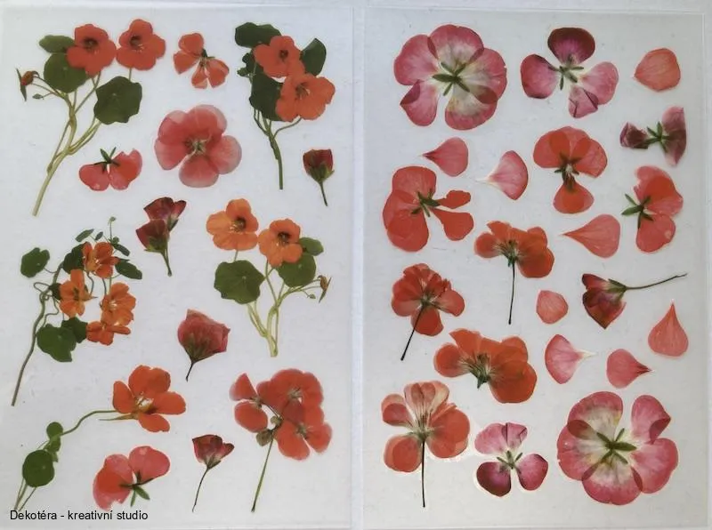 Pelargonie