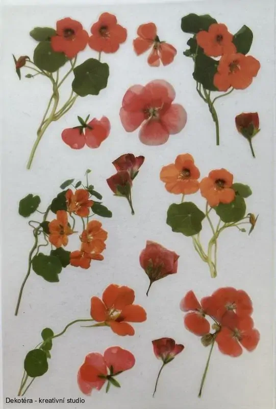Pelargonie