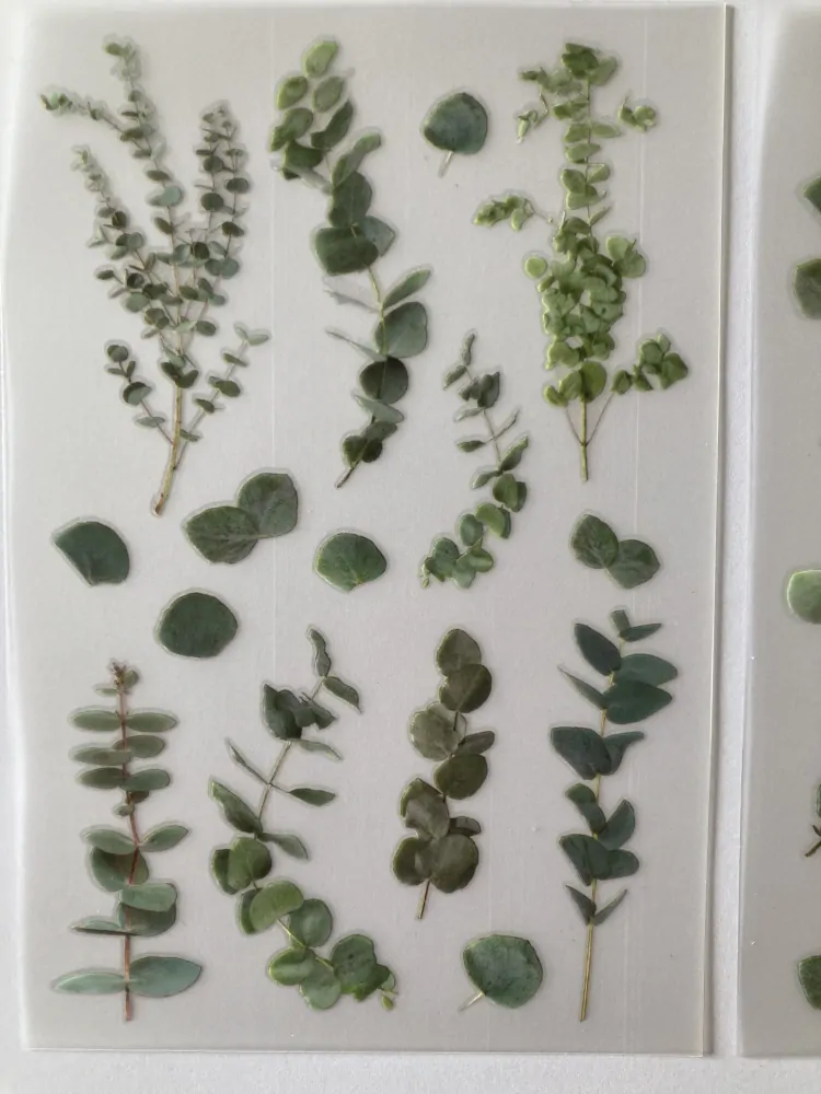 Eukalyptus