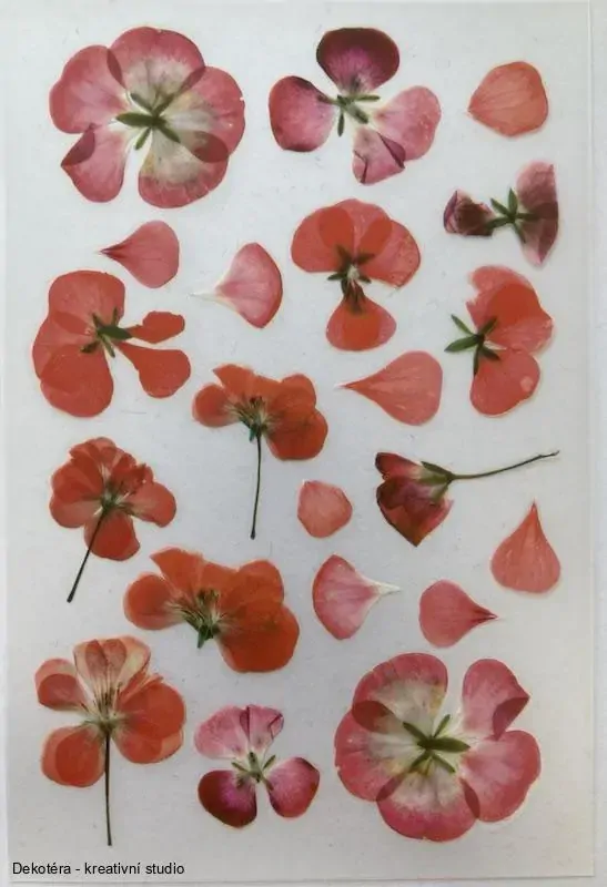 Pelargonie