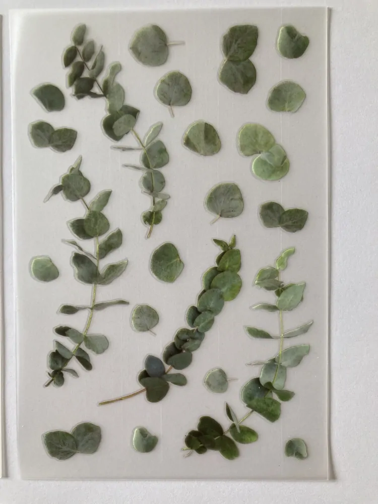 Eukalyptus