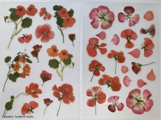 Pelargonie