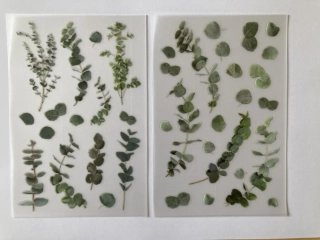 Eukalyptus